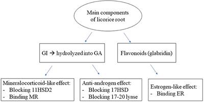 Licorice: From Pseudohyperaldosteronism to Therapeutic Uses